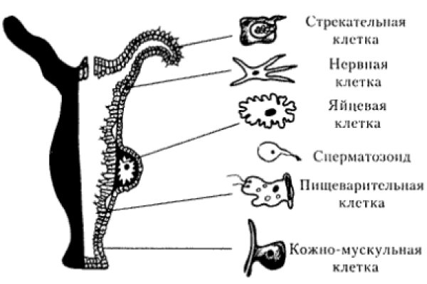 Кракен 12 сайт