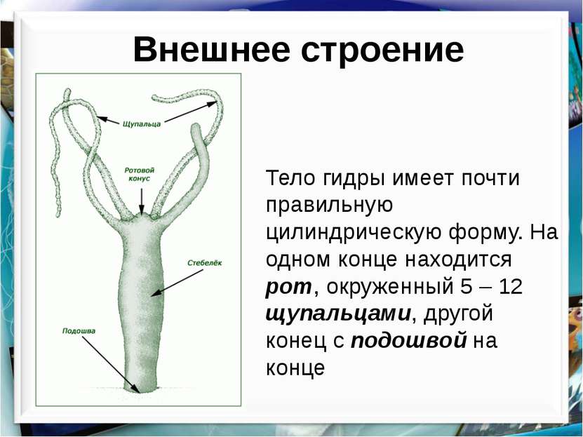 Кракен личный кабинет