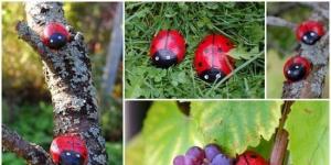 Ladybug made from plastic bottles - a beauty that can be created with your own hands!